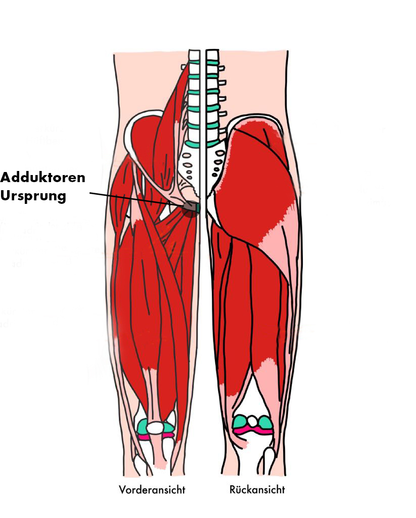 Adduktoren Ursprung | Impingement Hüfte