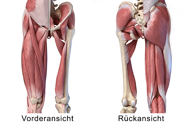 Hüfte Muskeln | Impingement Hüfte